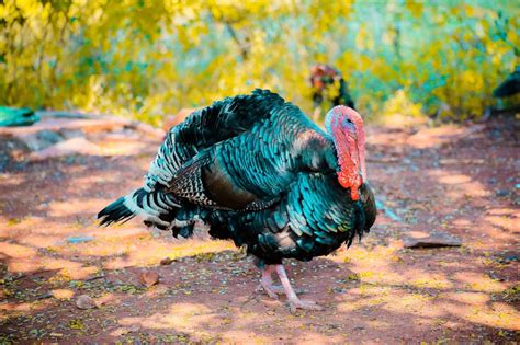 thanksgiving eventually wipe   turkey population commongroundnews