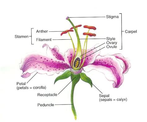 parts   flower  labeled   diagram including stigmas  stamens