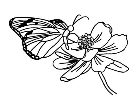butterfly coloring pages butterfly visiting flower butterfly