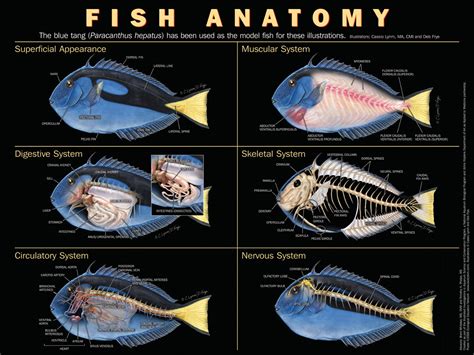 avifood ek poster fish anatomy  einkaufen
