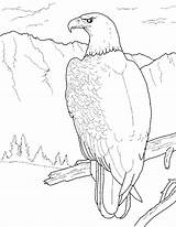 Coloring Birds Prey Pages Printable Getcolorings Falcon Animal Print sketch template