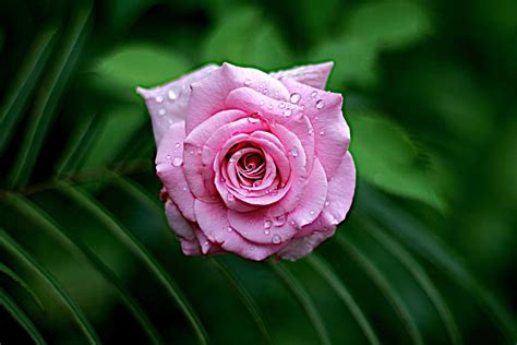 Flowers Leaves Pink Drops Rose Flower Rose Wet Close Up Dew To