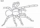 Goliath Birdeater Draw Drawing Step Arachnids Drawingtutorials101 Tutorial Necessary Improvements Finally Finish Make Tutorials sketch template