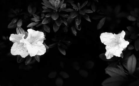 black  white flowers