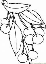 Cherry Coloring Pages Blossom Printable Fruits Popular Categories Similar sketch template