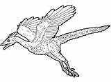 Archaeopteryx Coloring Color Pages Print Hellokids Dinosaur Flying sketch template