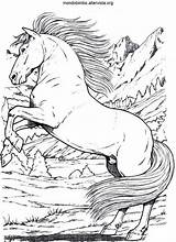 Cavalli Disegno sketch template