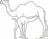 Camel Coloring Baby Drawing Milk Camels Drinks Outline Pages Line Coloringpages101 Printable Paintingvalley sketch template