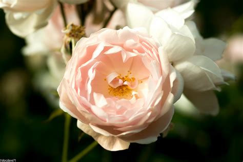 20 gambar flower peach galeri bunga hd