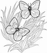 Coloring Pages Print Butterfly Adult Adults Printable Butterflies Kids Colouring Color Only Sheets Book Detailed Purplekittyyarns Colorpagesformom Books Coupons Advanced sketch template