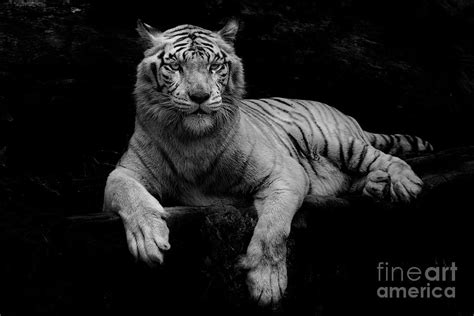 white bengal tiger panthera tigris photograph by partha roy fine art