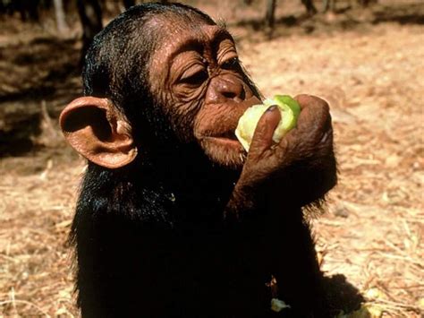 primatescom great apes chimpanzees