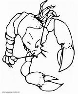 Coloring Pages Animals Printable Lobsters Sea sketch template