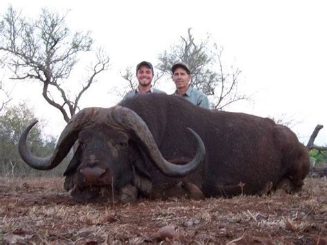42 Inch Cape Buffalo Hunt In South Africa