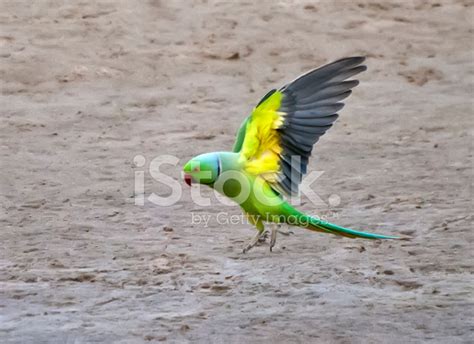 parrot landing  ground stock photo royalty  freeimages