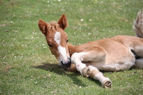 baby horse pictures   images  unsplash