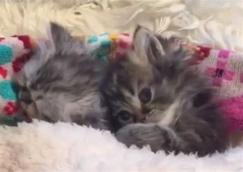 Amazing Compilation Of Teeny Tiny Kittens Cats Vs Cancer