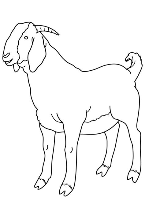 coloring pages goat coloring pages  kids