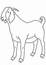 Coloring Baby Lineart Boer Goats Bengal Webstockreview Number sketch template