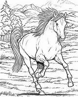 Cavalli Caballos Pferde Erwachsene Adulti Adultos Cavallo Malbuch Galloping Haflinger Stampare Book Malvorlagen Kostenlose Jungen Malvorlage Einhorn sketch template