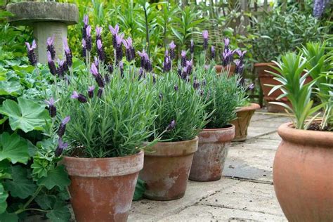 grow lavender   growing lavender potted plants patio
