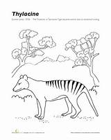Tasmanian Extinct Thylacine Worksheet Mammals sketch template