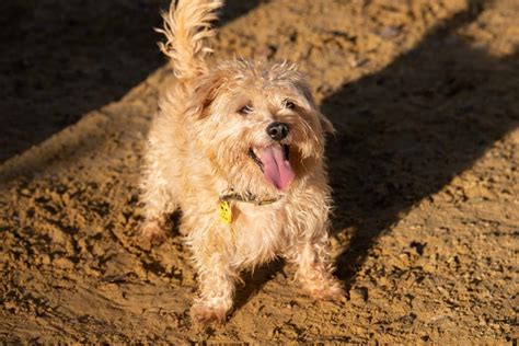 rehoming dogs trust dogs trust scruffy dogs rehoming