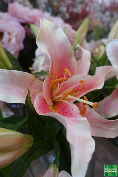 bij tuincentrum osdorp  amsterdam vind je de mooiste zijden bloemen en planten voor iedere