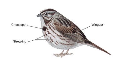 diagram  bird body parts bird academy  cornell lab