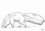 Coloring Anteater Giant Pages Drawing Printable sketch template