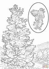 Coloring Pine Nevada Tree State Pages Bristlecone Drawing Printable Longleaf Ponderosa Color Getdrawings Click Trees Designlooter Colouring Version Visit North sketch template