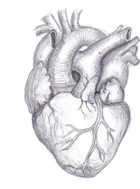 simple human heart drawing