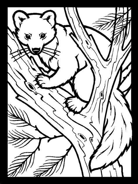 color pinemartin animals coloring pages coloring page book