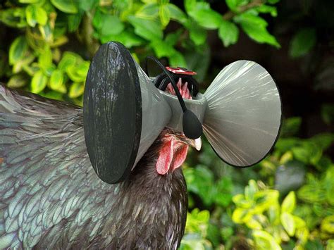 Second Livestock Virtual Reality For Chickens
