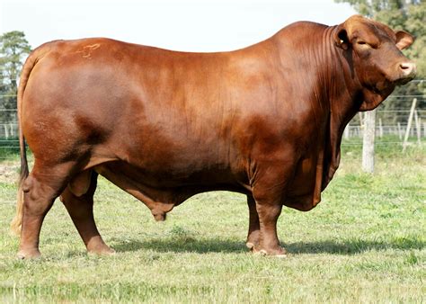 brangus rojo ganado bovino pinterest cattle beef cattle  animal