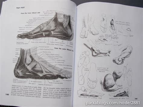 book review atlas of human anatomy for the artist parka