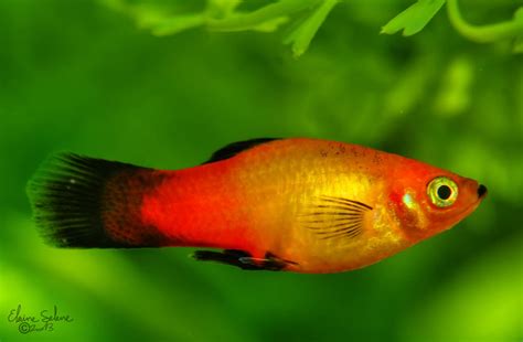 red wag swordtail 2 by elaineselenestock on deviantart