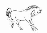 Pferd Steigend sketch template
