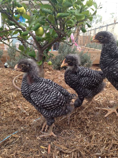 Sight Sexing Barred Plymouth Rock Chicks At Hatch Page