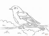 Coloring Bluebird Eastern Pages Drawing Printable Bird Getdrawings Sheet Choose Board sketch template