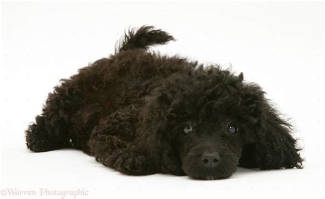 dog black miniature poodle lying  chin  floor photo wp