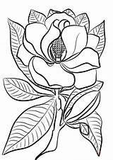 Magnolia Coloring Disegni Colorare Colorear Tegninger Piante Kolorowanka Dibujosparacolorear Supercoloring Bambini Farvelægning Drukuj sketch template