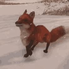 dance fox gifs tenor