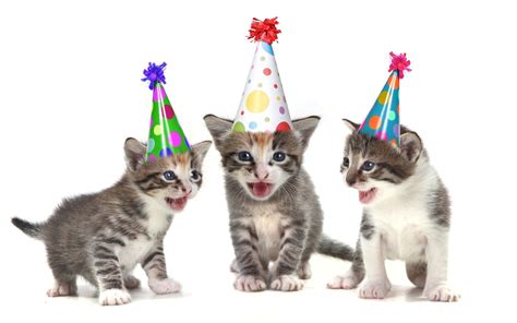 wishing   happy birthday funny cats   happy birthday funny