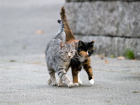 valentinstag tierische liebespärchen shutterstock blog deutsch