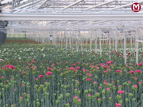 kas anjers greenhouse carnations carnations greenhouse plants quick plant planets