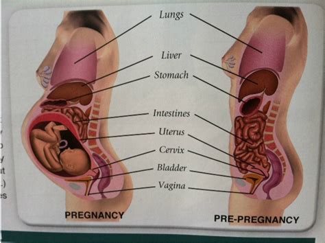 Mommies To Be Maple Ridge Mommies