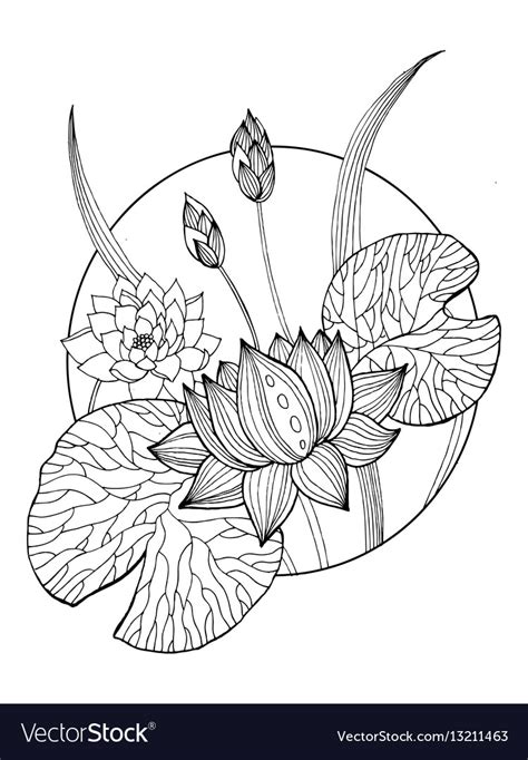 lotus flower coloring book royalty  vector image