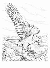 Coloring Pages Eagle Bald Printable Kids Usa Color Drawing Print Adult Sheets Printables Memorial Drawings Books Printcolorfun Bestcoloringpagesforkids Sketch Choose sketch template