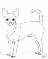 Chihuahua Ausmalbilder Kolorowanki Coloriage Ausmalbild Imprimer Pug Kolorowanka Druku Pieski Dibujar Imprimir Puppy Dzieci Dogs Hunde Cani sketch template